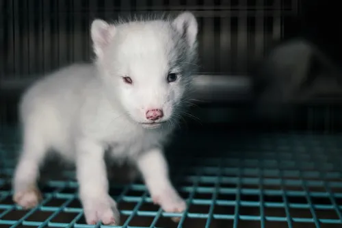 No, fur is not coming back in fashion, no matter what some